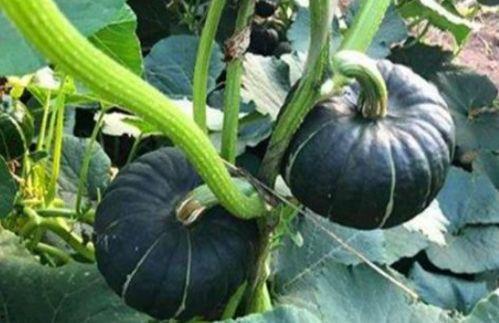 爱可可网红吃瓜图片大全,爱可可图片大全里的趣味时光 第1张 爱可可网红吃瓜图片大全,爱可可图片大全里的趣味时光 第1张